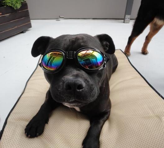 large dog sunglasses