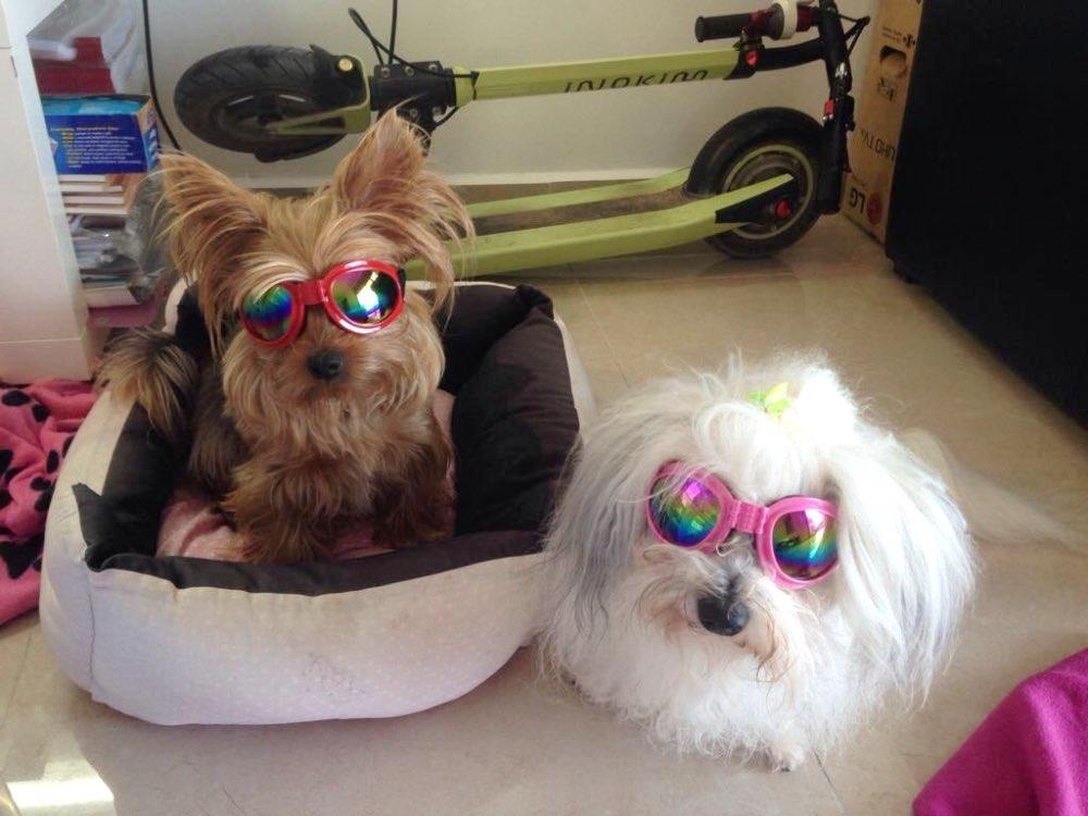 dog fashion sunglasses