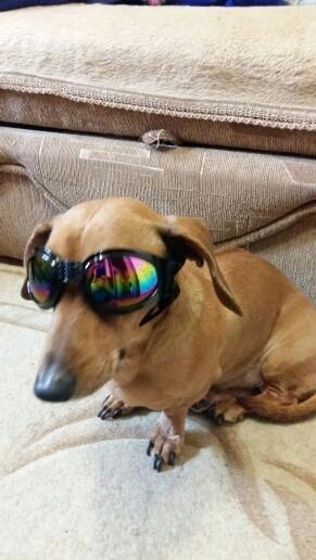 do dogs need sunglasses