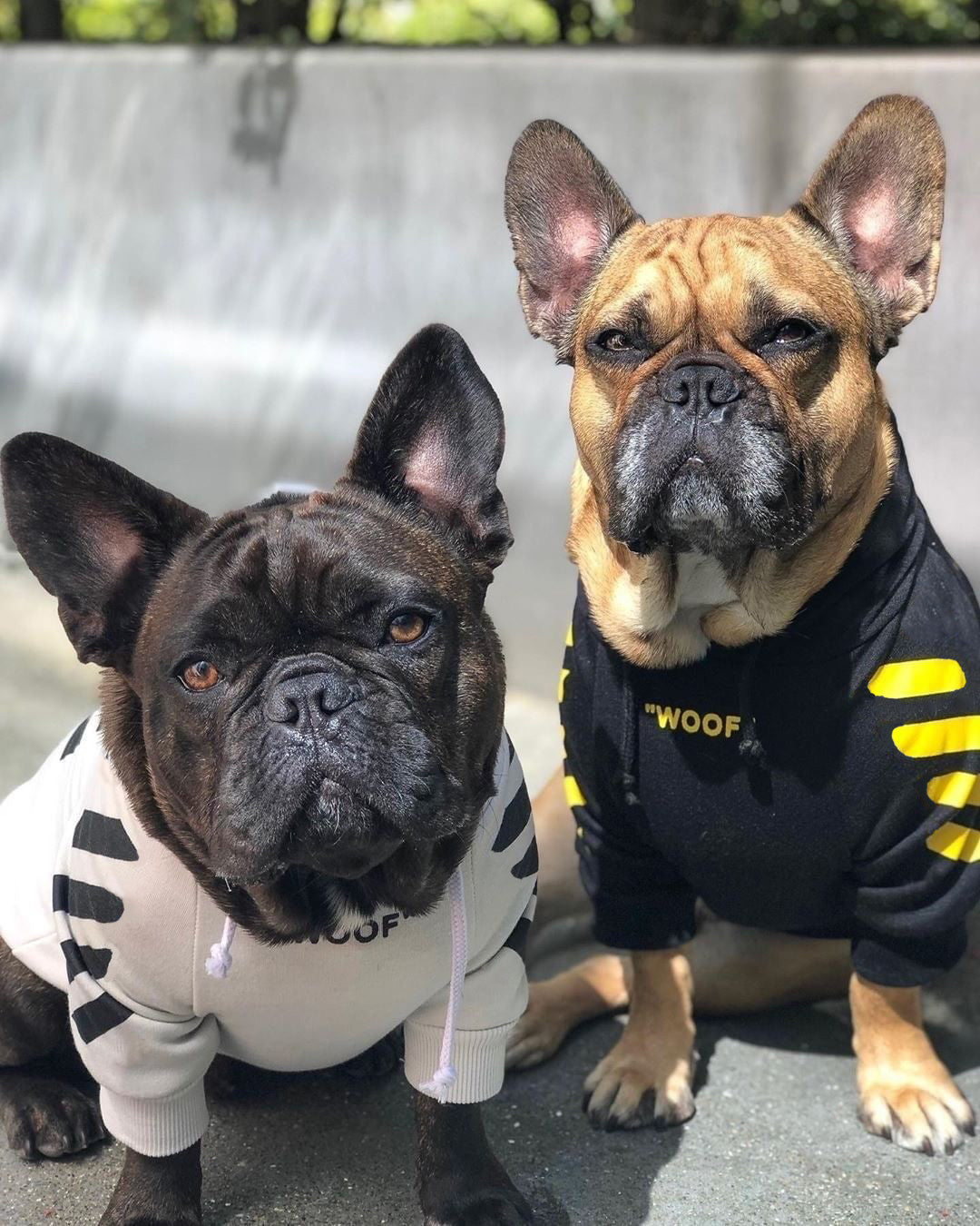 off white hoodie black yellow all about french bulldogs about french bulldogs pug traits traits of a french bulldog pet pugs characteristics of a french bulldog