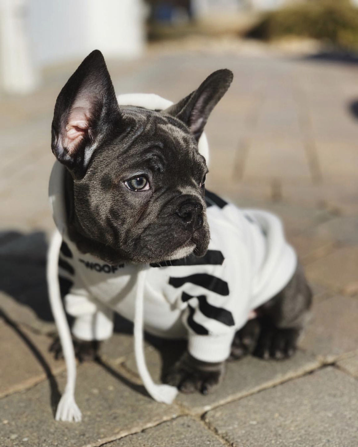 white off white hoodie dogs french bulldog sale poodles breed cheap french bulldogs frenchie breed