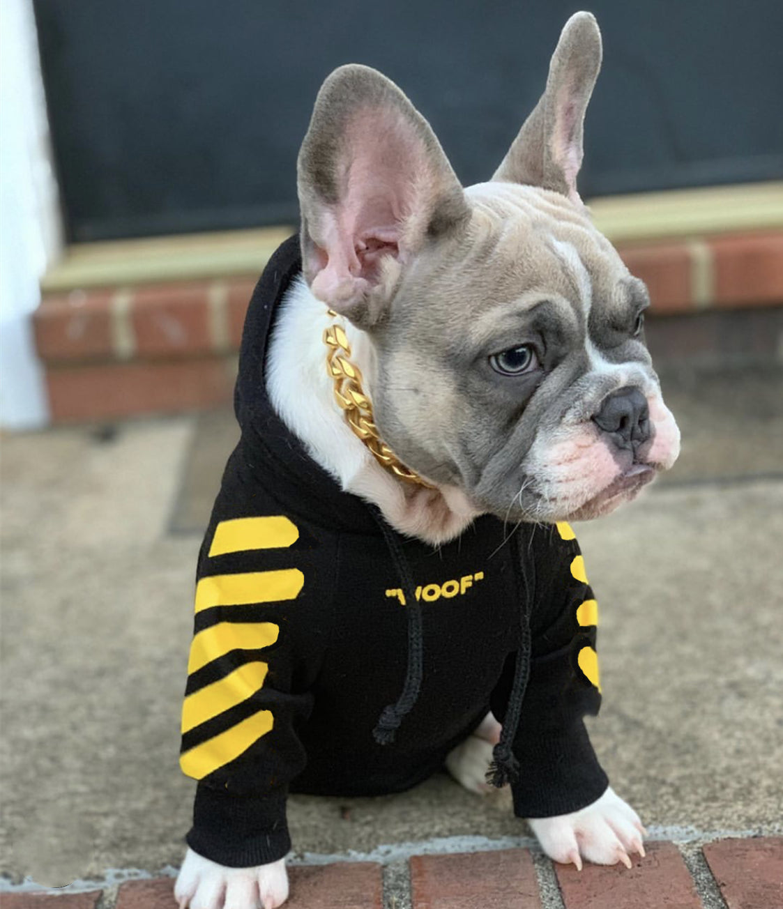 yellow off-white hoodie dogs frenchies poodles toy miniature french bulldogs price of a french bulldog puppy