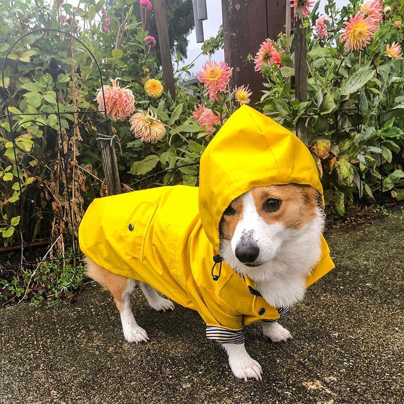 rainwear for dogs