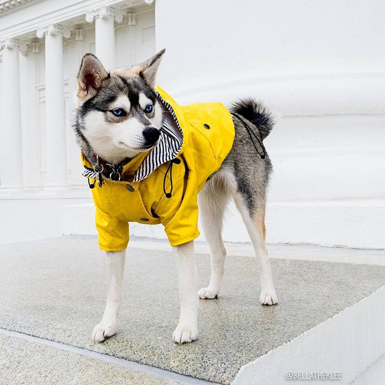 husky raincoat