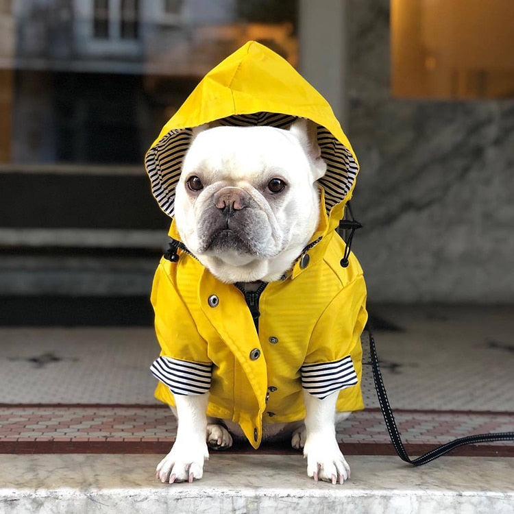 pug raincoat
