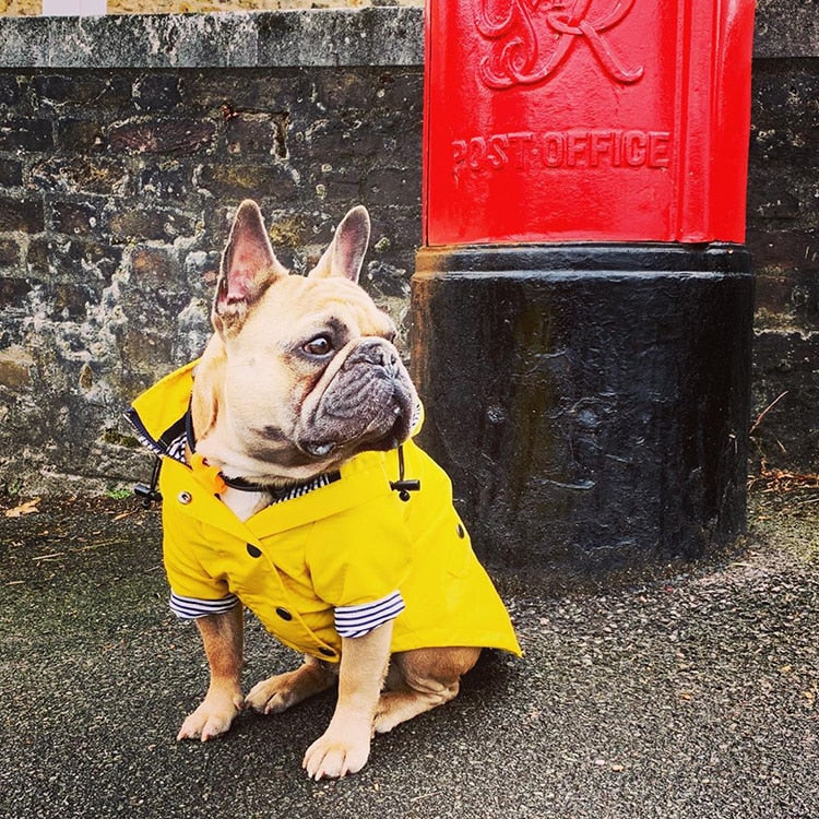 french bulldog raincoat