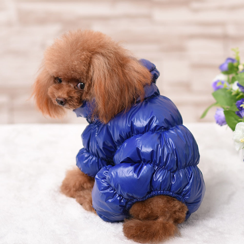 warm dog coats for winter 
