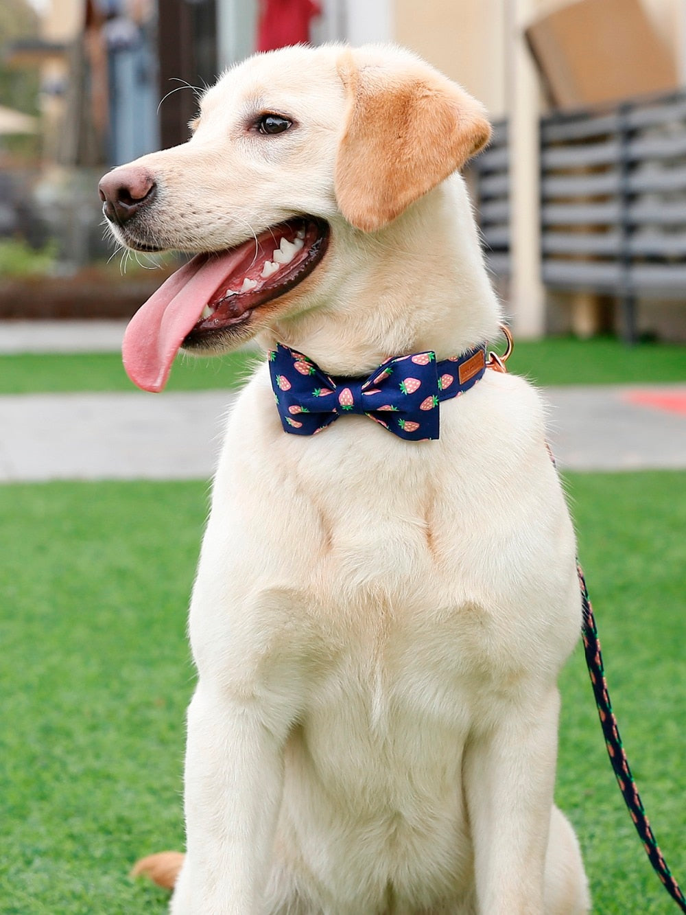 strawberry bowtie collar and leash